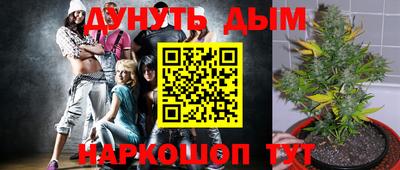 стаф Гай